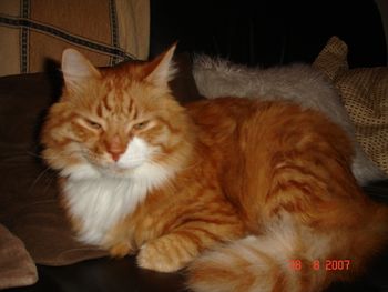 CLARENCE (THE GARFIELD LOOK ALIKE !)
