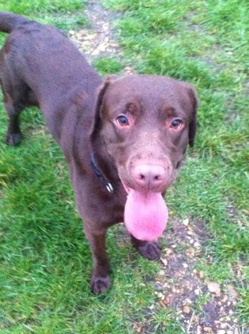 Handsome Lab Newton
