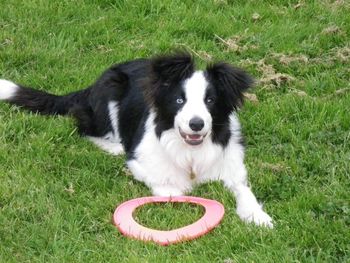 CRACKER BEGGING ANYONE TO PLAY FRISBEE WITH HIM !
