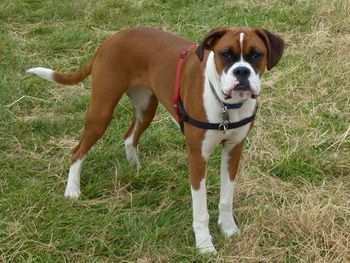 BEAUTIFUL BOXER MAGGIE
