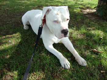 BEAUTIFUL AMERICAN BULLDOG MILLIE
