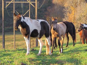 Solid Buckskin colt
