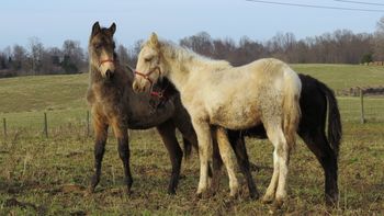 Perlino filly
