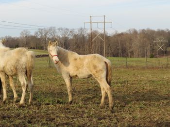 Perlino filly
