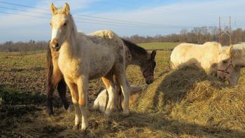 Palomino Filly 4 stockings to knees
