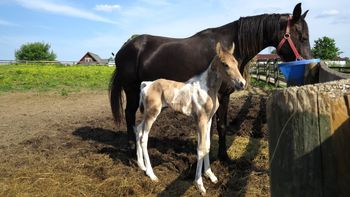Spotted Buckskin colt
