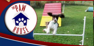 Tri-Color Small Dog jumping over hurdle