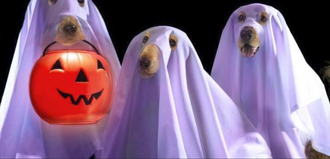 Three dogs with ghost sheets and pumpkin