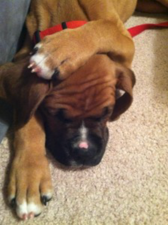 Dog Covering Head