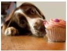 Dog Eating Cupcake