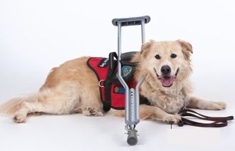Service Dog Training Program