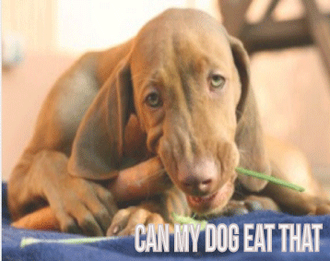 Food Safety