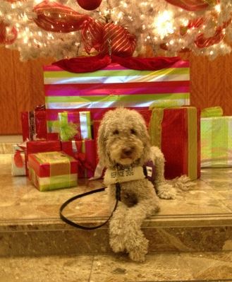 Dog under Tree Christmas