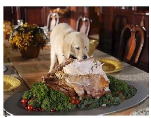 Dog eating Turkey