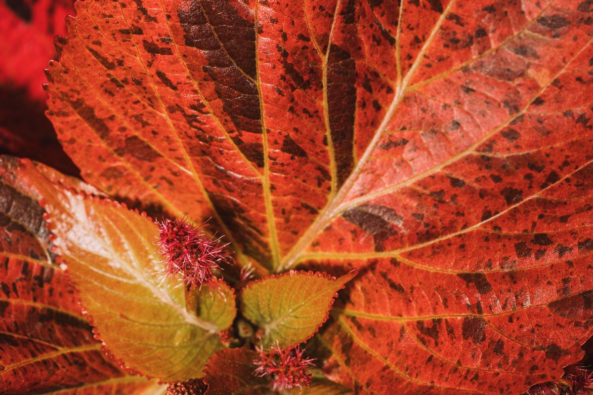 image resolution test
