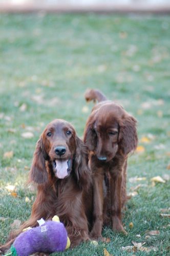 Lucy and her mother Mattie in the backyard.
