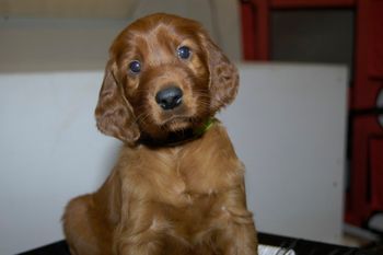 Lucy at 5 weeks old
