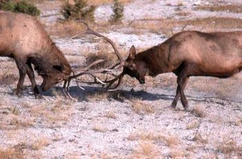 This was photographed at Rocy Mountain National Park
