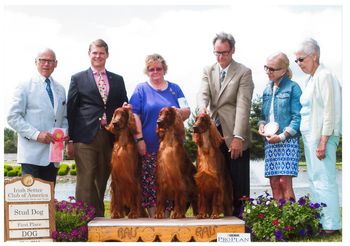Stud Dog at the 2014 National
