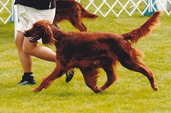 Mattie moves gracefully with lots of reach and drive. This photos was taken at the Greely 2008 Show.
