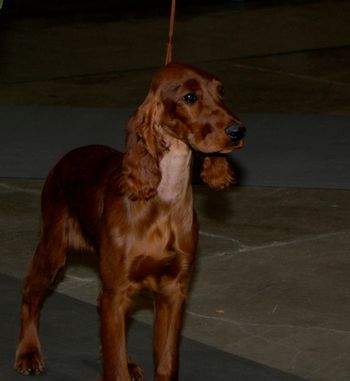 Lucy at 4 months at a match in Pueblo.
