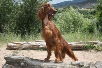 Lucy at a year old.
