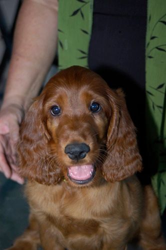 Lucy at 7 weeks old

