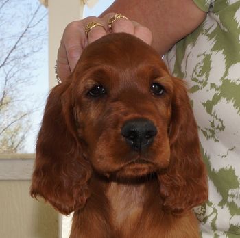 Copper Girl
