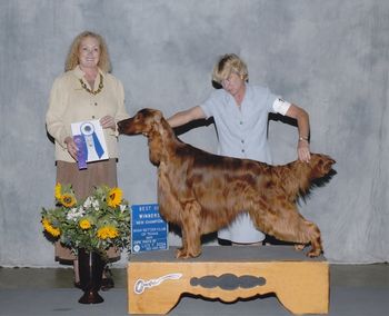 Best of Winners at the Texas Specialty for a three point major and earning his champion title.
