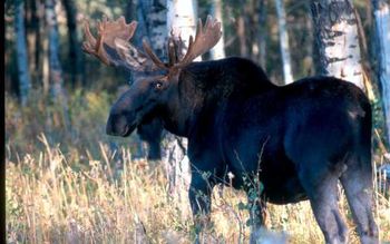 Moose in the Tetons
