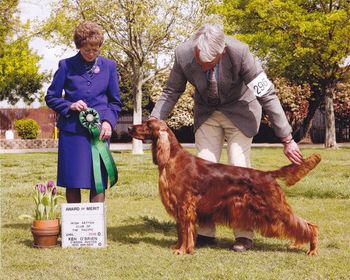 Paddie, GCH Soraj Dances With Wolves, CGC
