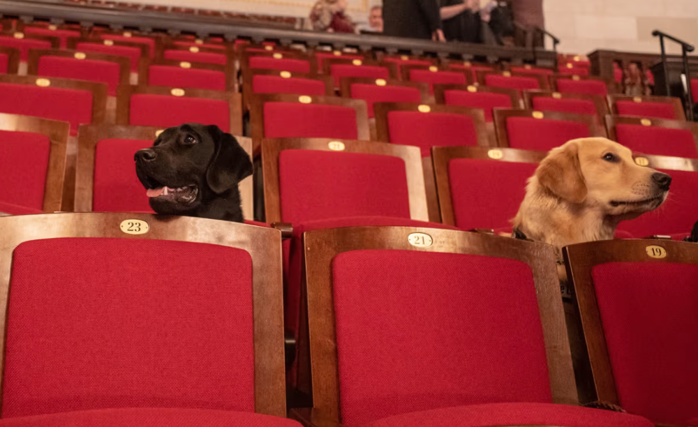 Black Labrador dog and golden retriever dog sitting in red plush theater seats