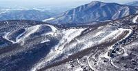 Wintergreen