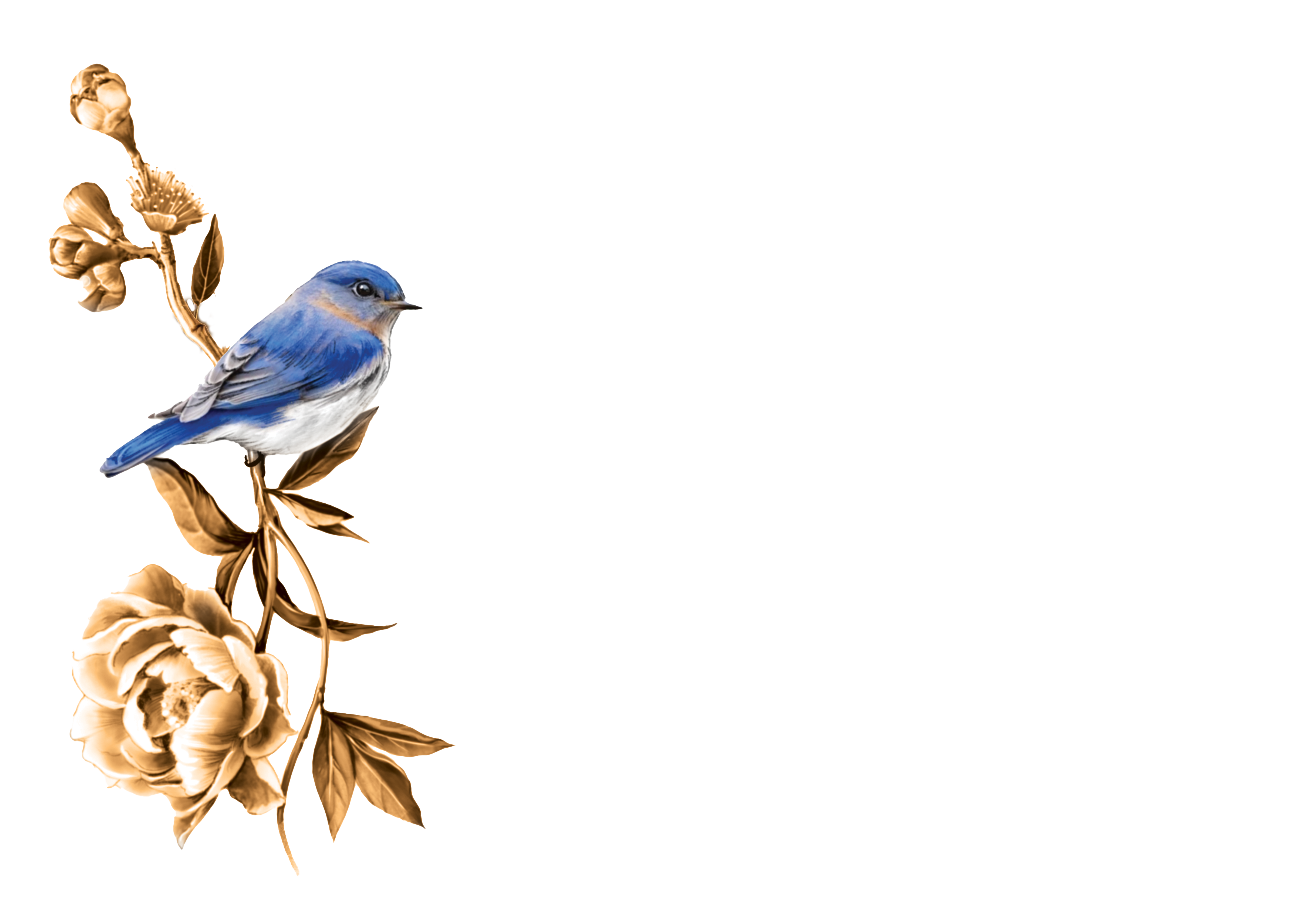 Paula Fong