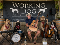 Working Dog Winery Presents Ronnie Brandt Solo Acoustic