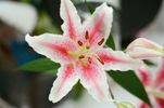The Stargazer | Single Lessons