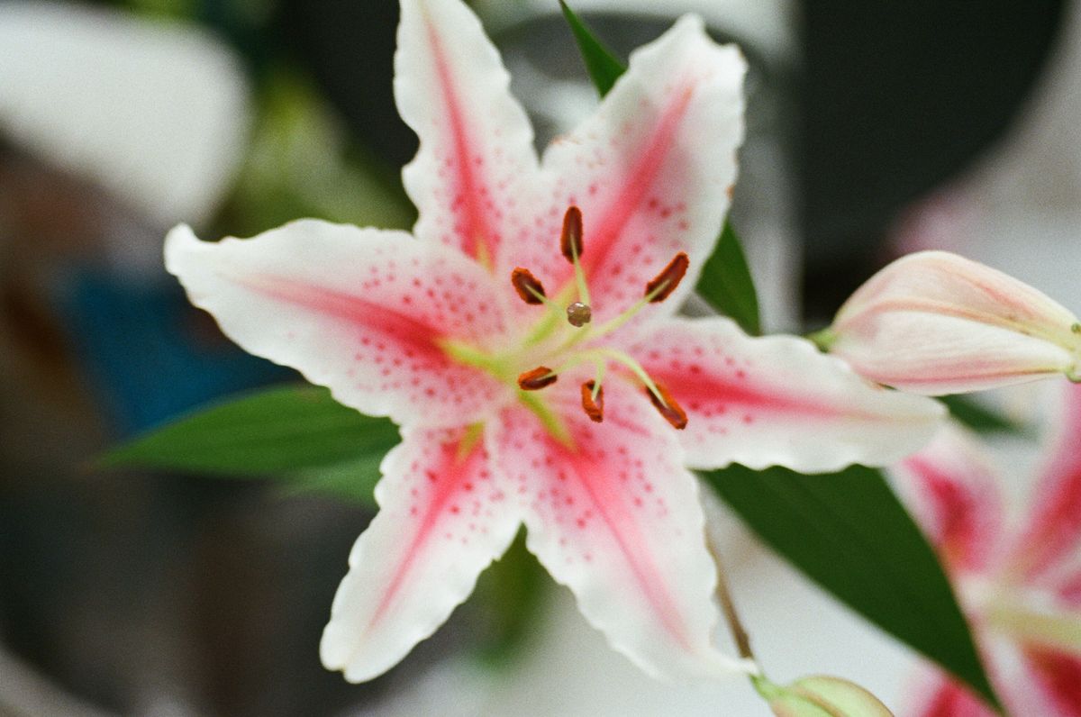 The Stargazer | Single Lessons
