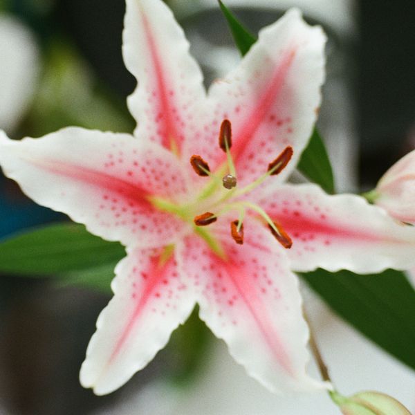 The Stargazer | Single Lessons