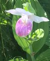 The Lady Slipper | Little Lessons for Big Hearts 