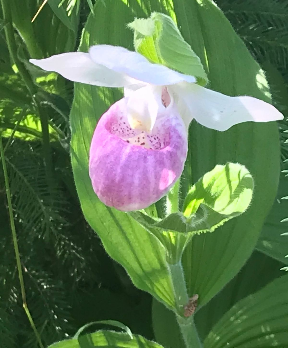 The Lady Slipper | Little Lessons for Big Hearts 