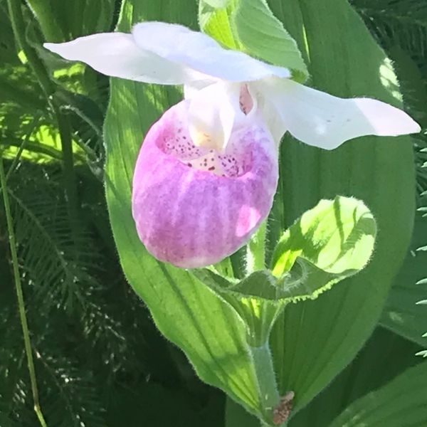 The Lady Slipper | Little Lessons for Big Hearts 