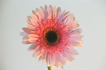 "Pure Happiness"
Gerbera Daisy
Canon-AE1/ Film Photography
