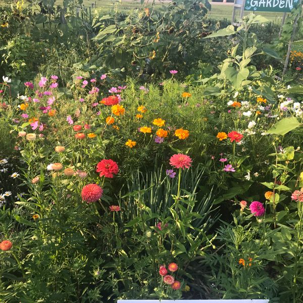 The Wildflower | Sliding Scale