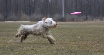 PARTY - 2 year old Bearded Collie Photo by: Kim Russell
