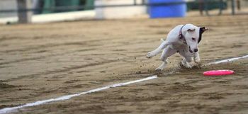 DARLA - 1 yr old Jack Russell Terrier x. Photo by: Kim Russell

