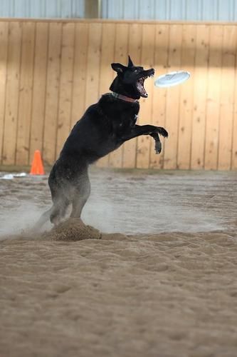 BUDDY - 7 year old Shepherd - x. Photo by: Nicholas Dargus
