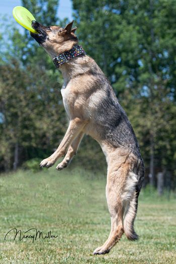 KALI - 7 yr old German Shepherd
Photo by: Nancy Miller
