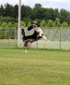 RIP - 5 year old Border Collie Photo by: Joyce Higgins
