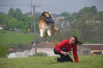 AYLEIGH - 8 year old Shetland Sheepdog Photo by: Sue Joy
