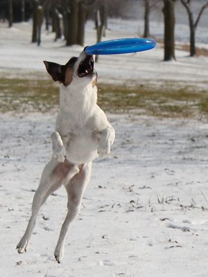 BANDIT - 6 year old Jack Russell Terrier Photo by:
